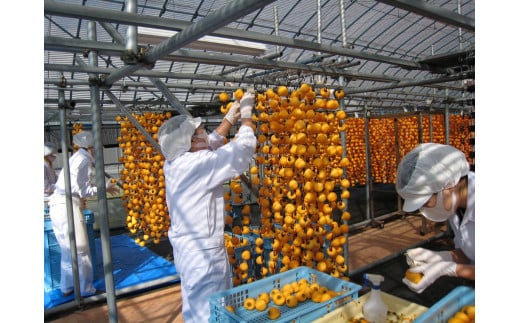 もっちり食感と上品な甘さが魅力 新物 市田柿 12個セット ? 柿 干し柿 果物 フルーツ ドライフルーツ 和菓子 ギフト 贈り物 プレゼント 人気 長野県 飯田市 新物 12個