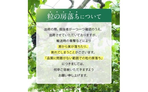 【皮ごとOK!】長野県産・種なしナガノパープル(約1kg) 秀品〈2025年8月下旬～9月下旬発送〉