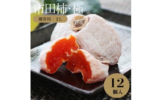信州の特産品「市田柿・極」 贈答用 2Lサイズ(12個入)〈2026年1月上旬～2月下旬発送〉