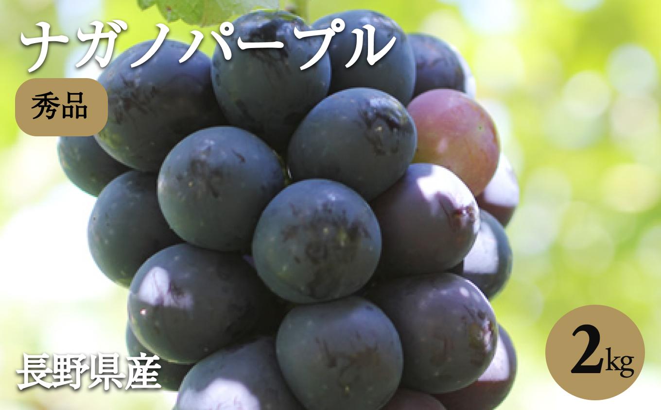 【皮ごとOK!】長野県産・ 種なし ナガノパープル (約2kg) 秀品〈2025年8月下旬～9月下旬発送〉 | 果物 くだもの フルーツ ぶどう ブドウ 葡萄 ナガノパープル 種なし 長野県 信州 南信州 飯田市