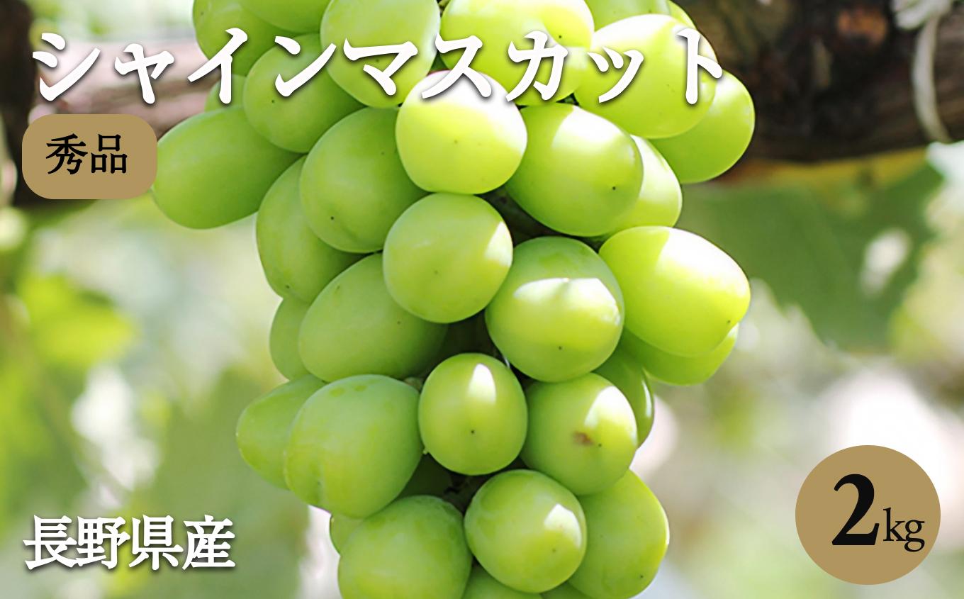 【2026先行予約】大人気! 長野県産 シャインマスカット 秀品 約2kg〈2026年9月下旬～11月上旬発送〉| 果物 くだもの フルーツ ぶどう ブドウ 葡萄 長野県 信州 南信州 飯田市