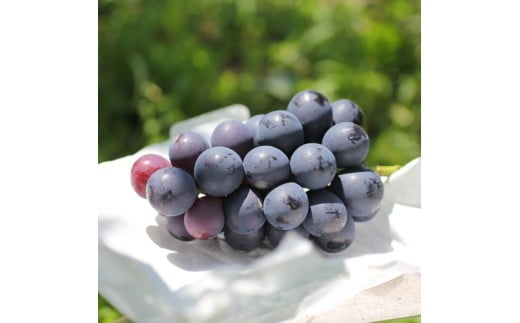 【皮ごとOK!】長野県産・種なしナガノパープル(約1kg) 秀品〈2025年8月下旬～9月下旬発送〉