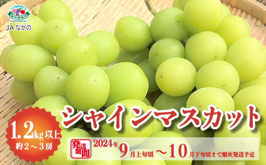 シャインマスカット 1.2kg以上（約2～3房）《JAながの》□2024年発送□※9月上旬頃～10月下旬頃まで順次発送予定: 須坂市ANAのふるさと納税