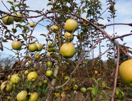 大森園のりんご（加工調理用　グラニースミス）約2.5kg入れの小箱（約6～9個）