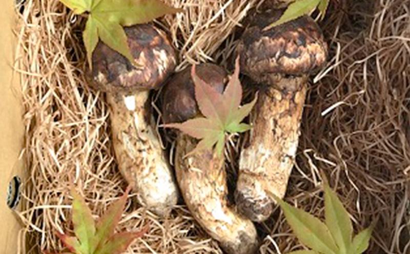 小諸市収穫 松茸 約300g（約2～4本） 野菜 きのこ まつたけ マツタケ 山菜 国産