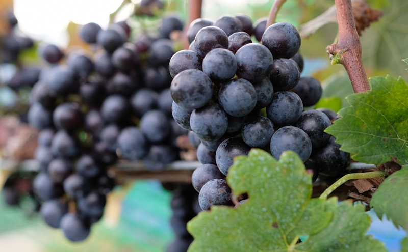 ふるさと納税 日本ワイン en.2022 Blanc 長野県小諸市 信州ワイン 白ワイン シャルドネ リースリング ソーヴィニヨンブランGreve.t KomorokkoFarm&Winery