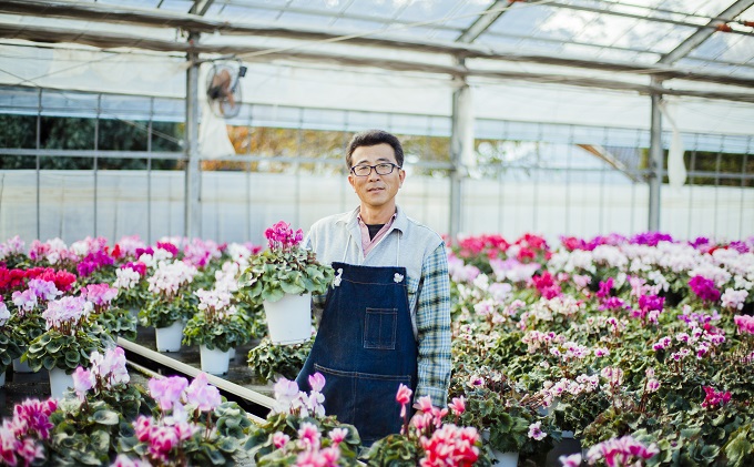 自然開花シクラメン6号鉢　※オンライン決済限定※