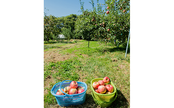 訳あり 信州シナノスイート 約5kg 松澤農園 果物類 林檎 りんご リンゴ わけあり
