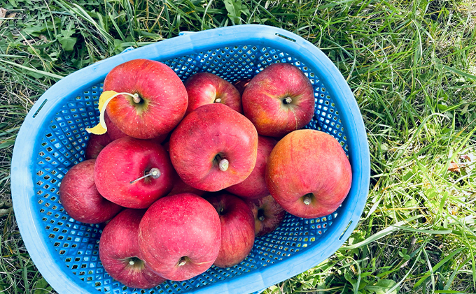 あいかの香り 約5kg