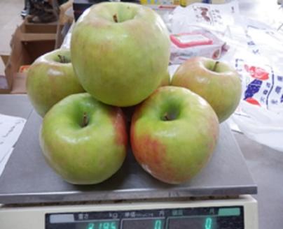 大森園のりんご【完全加工調理用】グラニースミス2.5kg　小箱（約6～9玉）