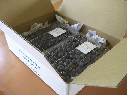 信州小諸産 【生】ブルーベリー500g×2パック