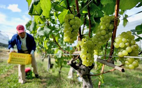 日本ワイン ソラリス 千曲川 シャルドネ 樽仕込 750ml×1本 ワイン 白ワイン マンズワイン 酒 お酒 洋酒 果実酒 ぶどう酒 長野 長野県小諸市