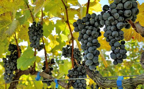 ソラリス 千曲川 メルロー