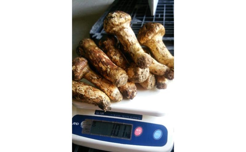 小諸市収穫　松茸　約500g