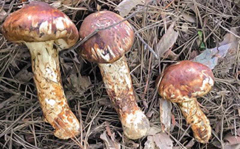 小諸市収穫 松茸 約300g（約2～4本） 野菜 きのこ まつたけ マツタケ 山菜 国産