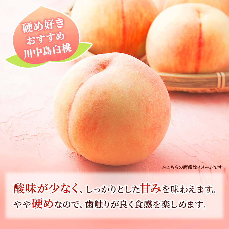 先行予約 2026年発送 浅間水蜜桃 もも 川中島白桃 秀品 約5kg ふるさと納税 長野県産 小諸市 桃 果物 フルーツ モモ 果肉