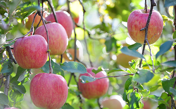 信州シナノスイート 約3kg 松澤農園 果物類 林檎 りんご リンゴ