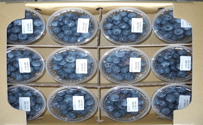 先行予約 2026年発送 信州小諸産 大粒生ブルーベリー 約1.2kg 12パック入 長野県産 果物 フルーツ 風味豊か 小諸市