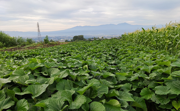 さつまいも 約10kg 食べ比べ