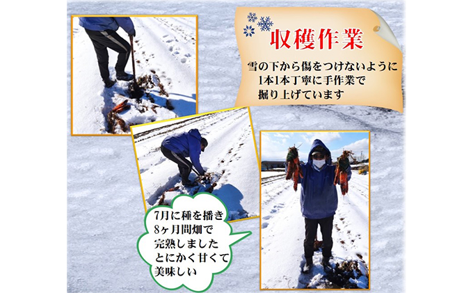 小諸産 雪下にんじん（土つき）約10kg