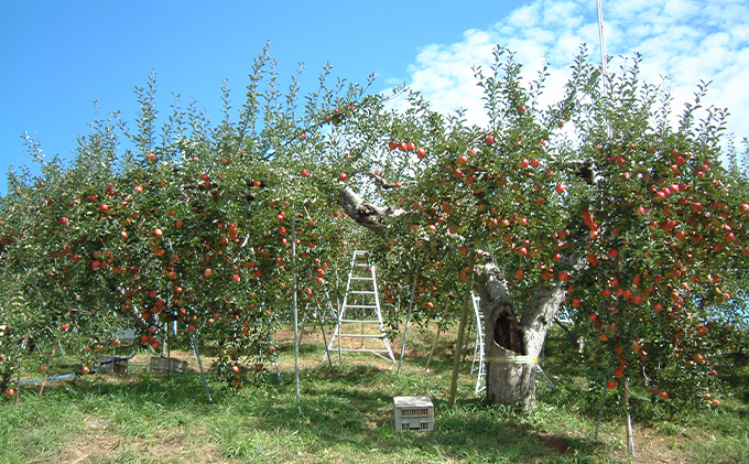 長野県下最大級 りんご狩り体験 りんご狩り発祥園 体験チケット 環境 優しい 安心 安全 こだわり 低農薬 有機肥料 循環型 定番 オリジナル 新品種[№5915-1206]