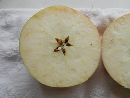 大森園のりんご【完全加工調理用】グラニースミス2.5kg　小箱（約6～9玉）