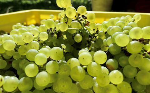 日本ワイン ソラリス 千曲川 シャルドネ 樽仕込 750ml×1本 ワイン 白ワイン マンズワイン 酒 お酒 洋酒 果実酒 ぶどう酒 長野 長野県小諸市