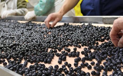 ソラリス 千曲川 メルロー