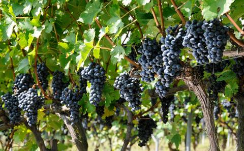 ソラリス 千曲川 カベルネ・ソーヴィニヨン 750ml×1本 赤ワイン お酒 ぶどう酒 タンニン 完熟した香り 果実味 スパイシー 晩酌 おうちディナー 飲み物 家飲み 宅飲み