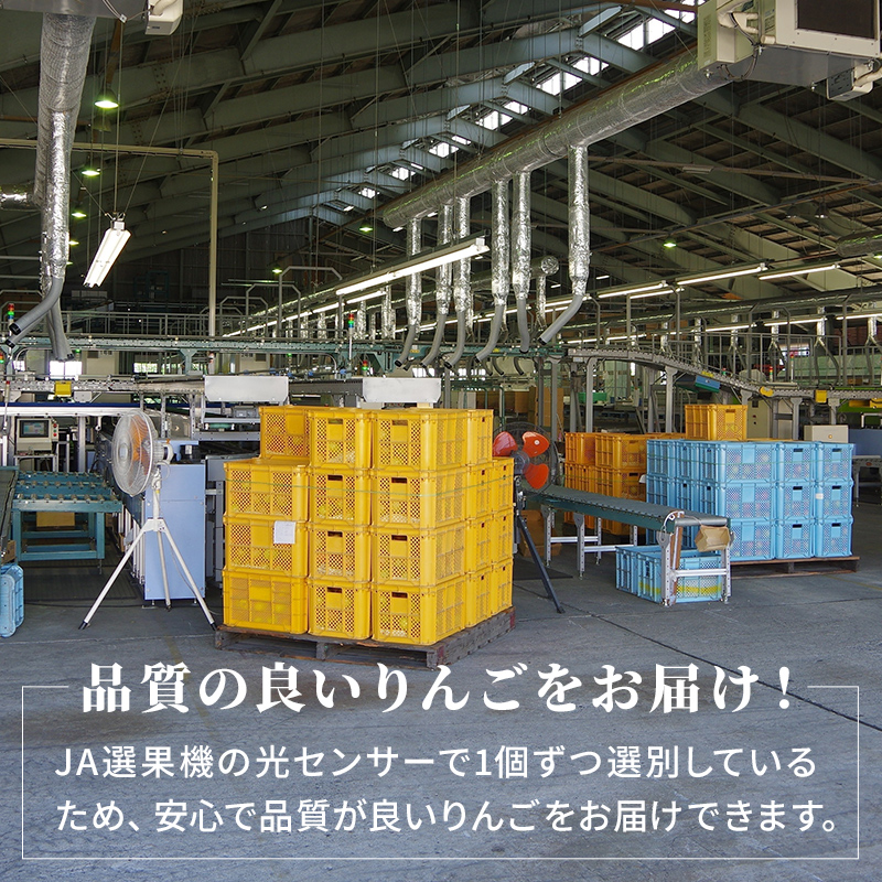 シナノゴールド 秀品 約5kg 長野県産 果物類 林檎 りんご リンゴ フルーツ 小諸市
