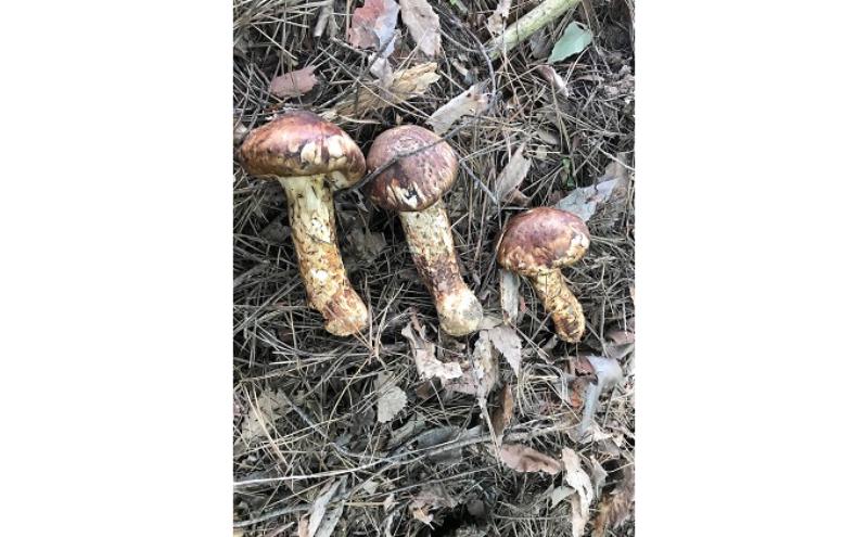 小諸市収穫　松茸　約500g