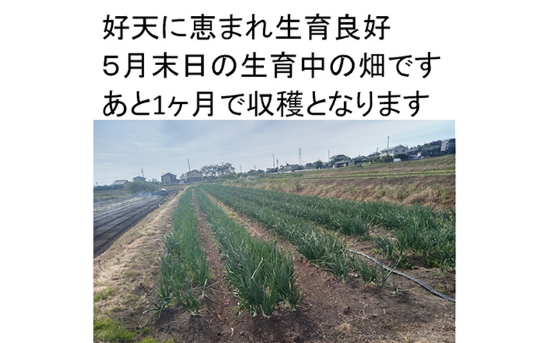 小諸産減農薬栽培・玉ねぎ約5kg
