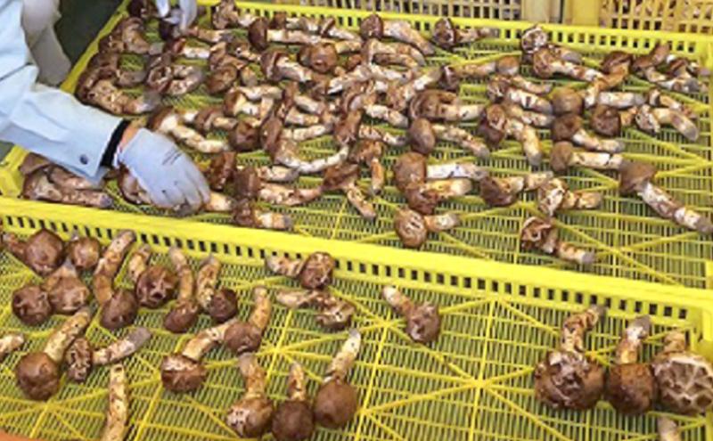 小諸市収穫 松茸 約400g（約3～5本） 野菜 きのこ まつたけ マツタケ 山菜 国産