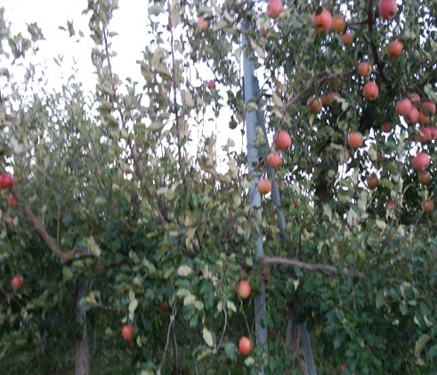 大森園のりんご(サンふじ)　特秀品　約5kg