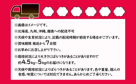 桃 約5kg 3種お任せ あかつき なつっこ 黄金桃 果物 もも 3種類 白桃 黄桃 産地直送 長野県 小諸市