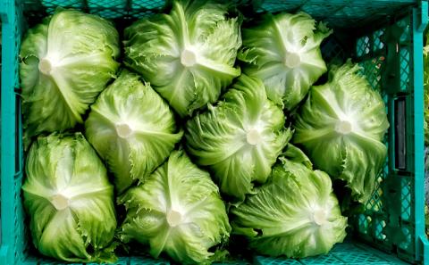 信州高原塩熟野菜 約10kg お任せ