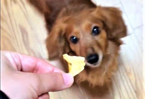 ペットの信州産リンゴドライサラダ3袋リンゴ肉厚ジャーキー2袋セット 犬 猫 動物 餌 おやつ 自然 安心 安全 美味しい ご褒美 簡単 手作り ごはん ペットフード 食物繊維