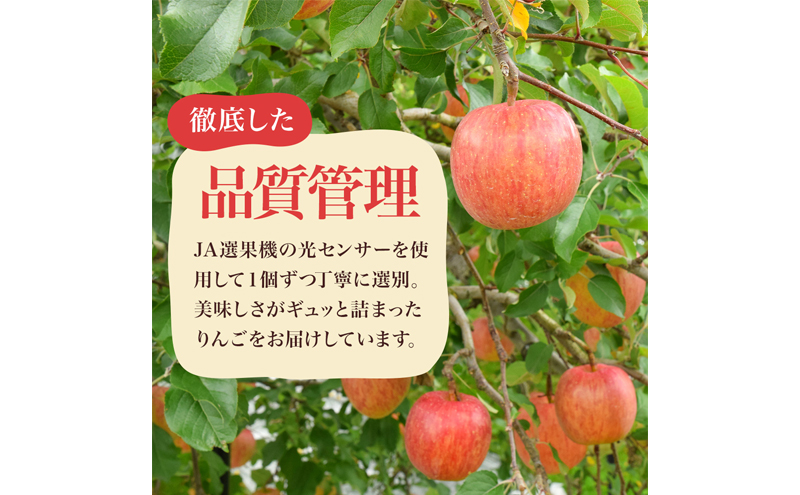 シナノスイート 家庭用 約10kg 長野県産 果物類 林檎 りんご リンゴ フルーツ 小諸市