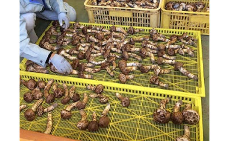 小諸市収穫　松茸　約200g（2～3本）