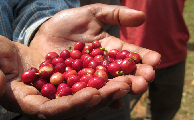 丸山珈琲の コーヒーバッグ 2種 セット  飲料 コーヒー 珈琲 粉 レギュラーコーヒー 簡単 手軽 スペシャルティコーヒー ブレンド