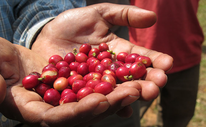丸山珈琲のカフェラテベース（300ml）2本セット 飲料類 希釈用 割るだけ 簡単 豊かな香り 味わい コク 牛乳 炭酸水 お湯 お酒 アレンジ 無糖 微糖