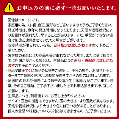 サンふじ りんご 家庭用 小玉 約10kg 長野県産 果物類 林檎 りんご リンゴ フルーツ 小諸市