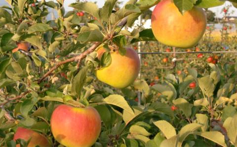 福井りんご園の名月　秀約５ｋｇ