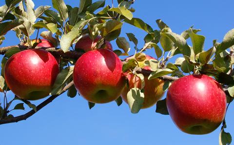 福井りんご園のサンふじ　秀約５ｋｇ