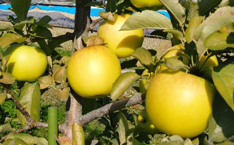 信州小諸・福井りんご園のシナノゴールド 秀品　約5kg