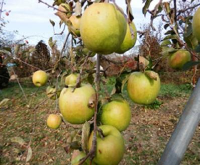 大森園のりんご（加工調理用　グラニースミス）約2.5kg入れの小箱（約6～9個）
