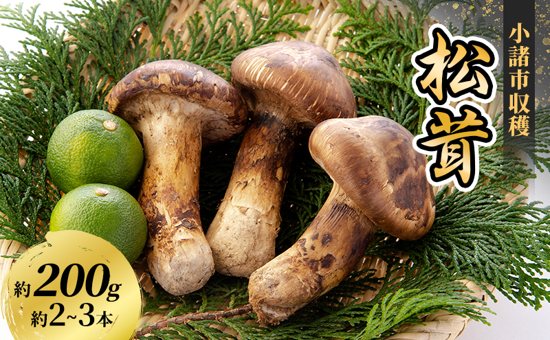 小諸市収穫　松茸　約200g（2～3本）