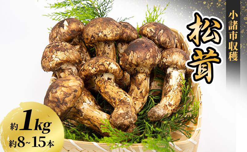 小諸市収穫　松茸　約1kg（8～15本）