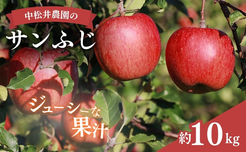 中松井農園のサンふじ　約10kg 長野 小諸 信州 リンゴ 林檎