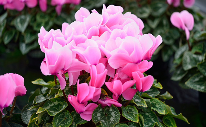 自然開花シクラメン6号鉢　※オンライン決済限定※